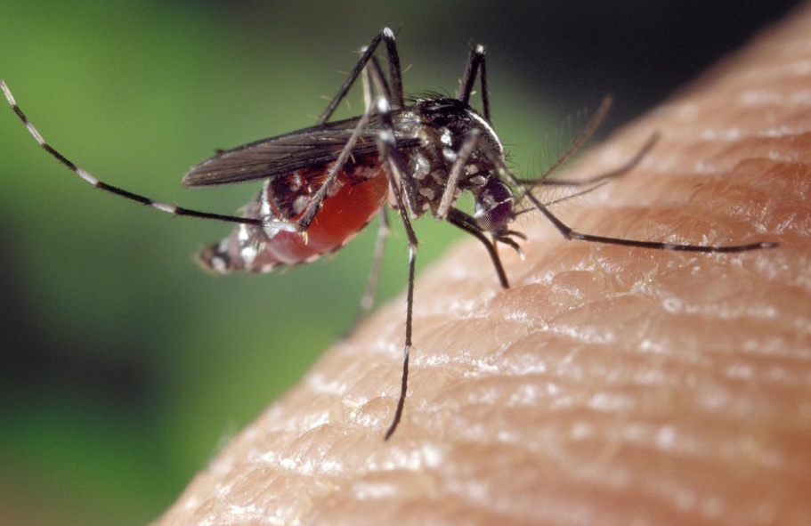 éviter d'avoir des moustiques chez soi