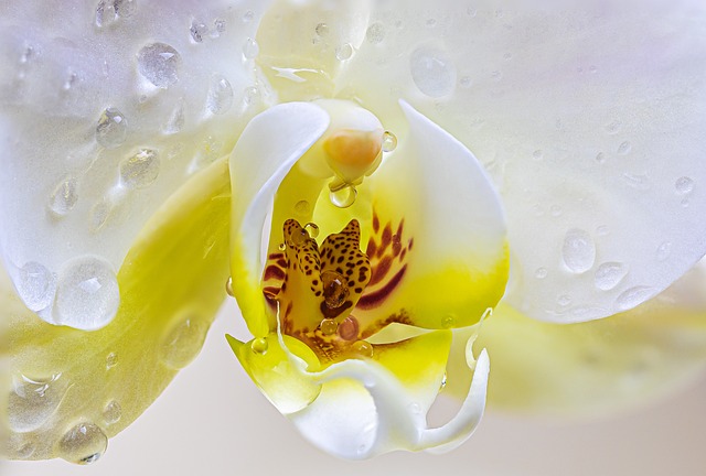 arrosage faire refleurir une orchidée